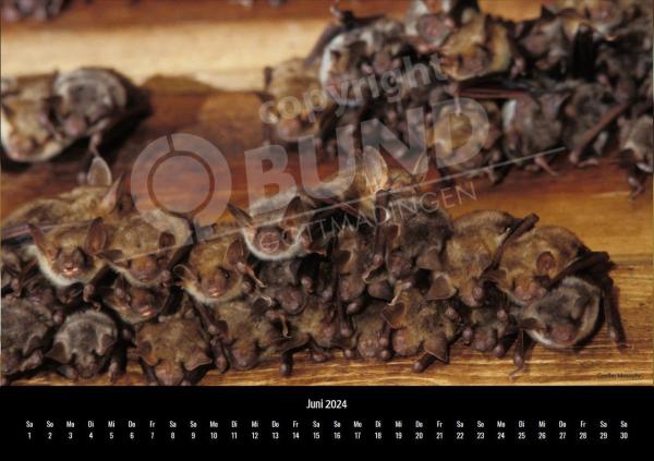 Fledermauskalender für 2023 - Juni